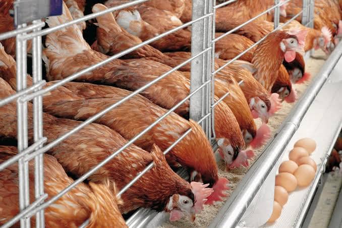 کربنات کلسیم برای طیور موثر در سلامت و رشد پرندگان